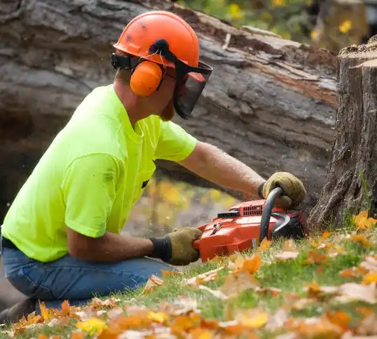 tree services Shinnecock Hills